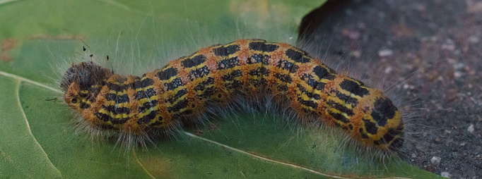 A striped caterpillar crawls along a green leaf. lose up image