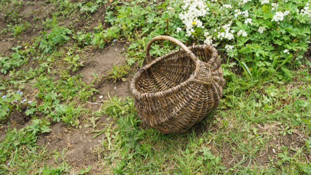istock Braided basket on the grass in the backyard. 1486133359