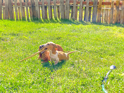 Two Dachshund puppies play with a stick on a bright summer’s day.