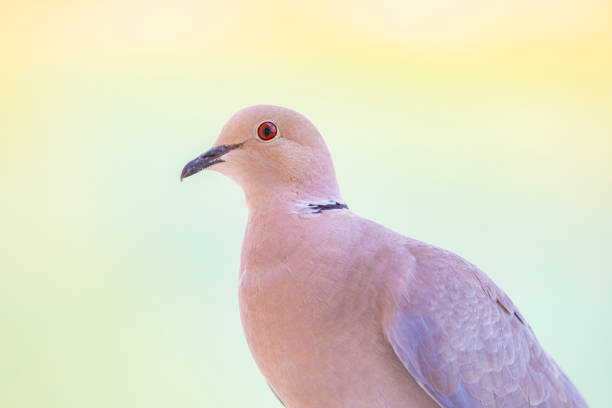 Streptopelia decaocto