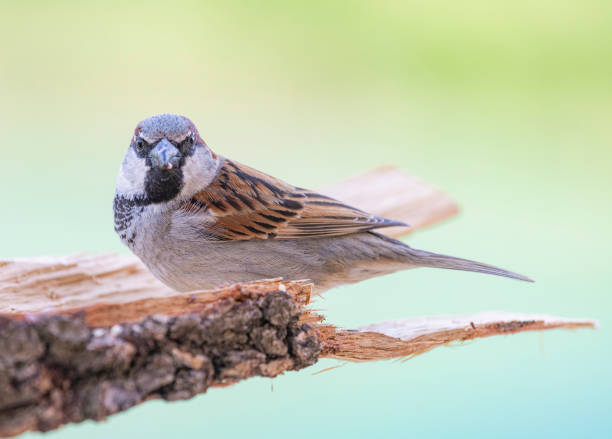 istock Common sparrows eating seeds in the window, in a glass yogurt pot. 1486134617