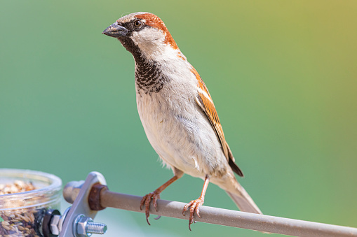 Sparrows that want water in the heat of the heat