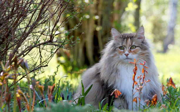 Norwegian forest cat in garden