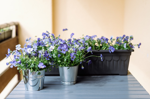 Spring decoration of home balcony or terrace with flowers. Violet in pots and containers stand on wooden table ready for transplanting. Home gardening and hobby. Concept of biophilic design