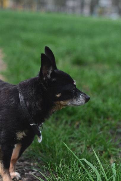 istock A small black dog is walking in the grass outside 1486138053