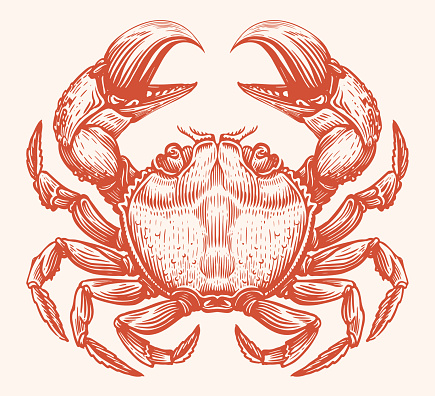 Crab, seafood vector. Crustacean aquatic animal in vintage engraving style. Sketch illustration