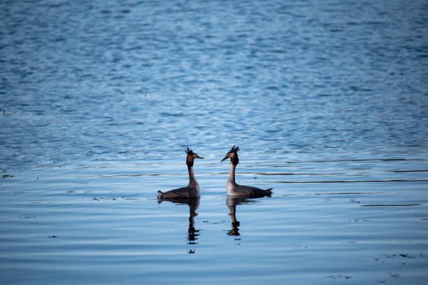 istock A couple of great crested grebe (Podiceps cristatus) swim on the lake's surface 1486139708