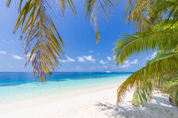 istock Coast of the Indian Ocean 1486139792