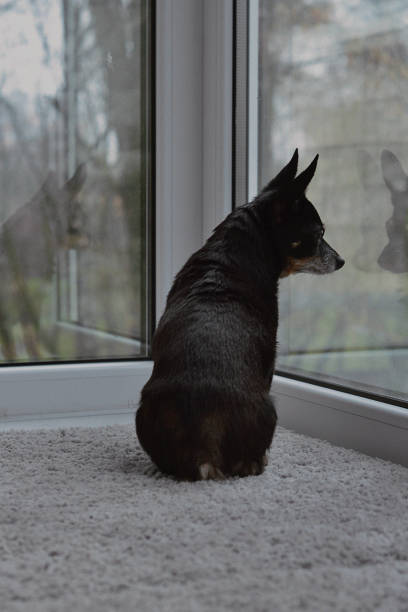 istock A black dog sits and looks out the window 1486139865