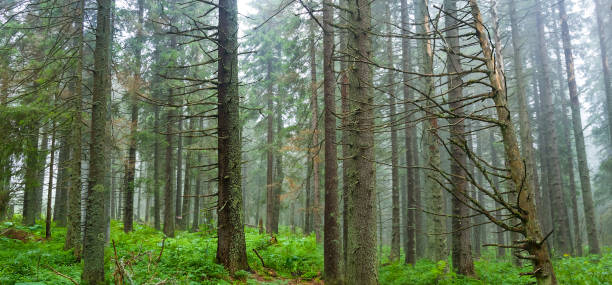 bosque húmedo de abetos después de una lluvia en niebla azul - fog wet rain tree fotografías e imágenes de stock