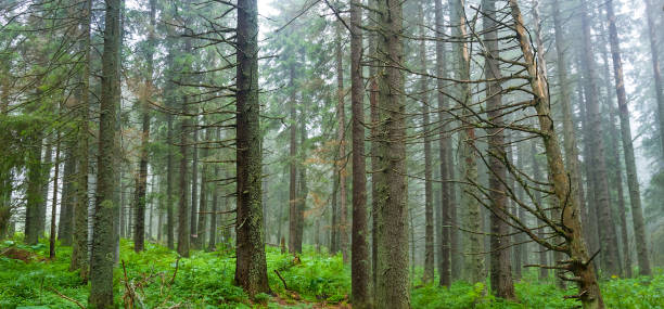 istock wet  fir tree forest after a rain in blue mist 1486141090