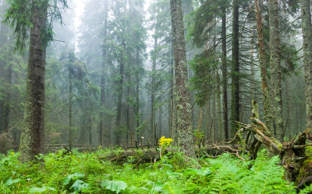 bosque húmedo de abetos después de una lluvia en niebla azul - fog wet rain tree fotografías e imágenes de stock