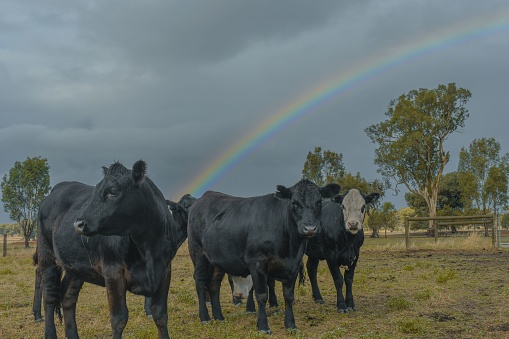 Three cows standing in a rural environment, illuminated by a beautiful rainbow in the backdrop