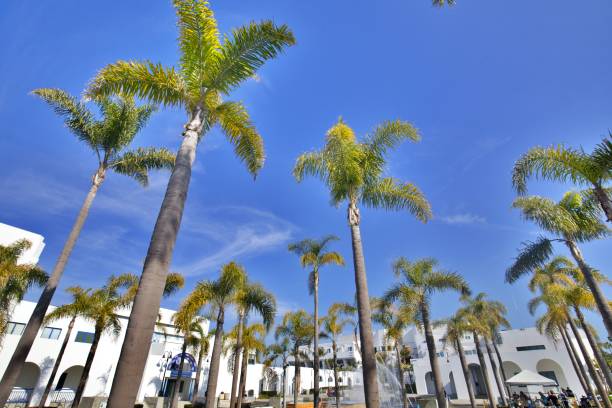 istock Ensemble of palm trees 1486141336