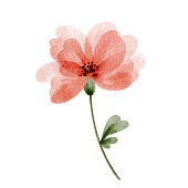 istock Red flower, watercolor illustration for cards and design. 1486142365