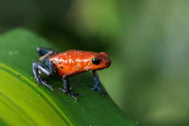 Blue-Jeans frog a.k.a strawberry frog perching on a green leaf in Horquetas, Heredia, Sarapiqui, Costa Rica