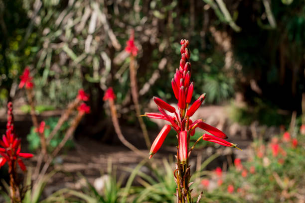 istock Beautiful succulent aloe plant and red flowers 1486143321