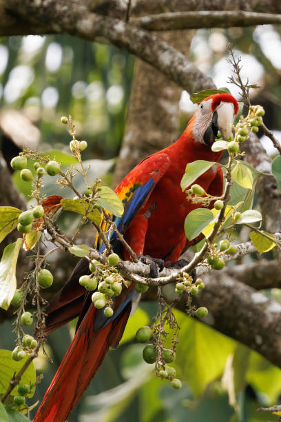 istock Scarlet macaw (Ara macao) perching on a branch in Playa Blanca near Puerto Jimenez, Osa peninsula, Costa Rica 1486143473
