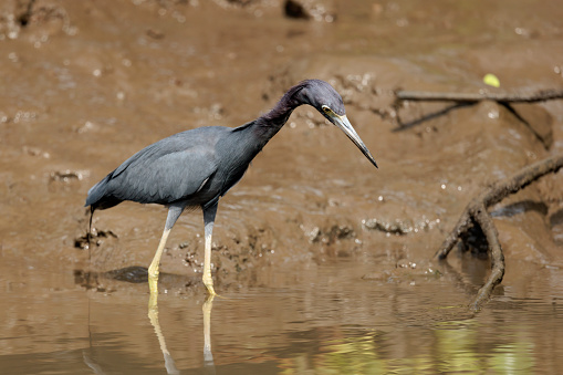 Little Blue heron (Egretta caerulea) looking for food in Tortuguero water, Tortuguero national park, Costa Rica