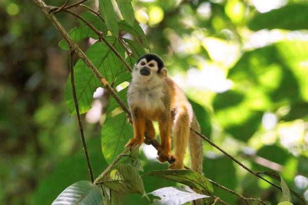 istock Central American Squirrel monkey (Saimiri oerstedii) perching on a branch in the rainforest, Corcovado national park Costa Rica 1486143762