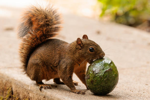 istock Grey squirrel (Sciurus carolinensis) eating a green avocado on a concrete ground 1486143964
