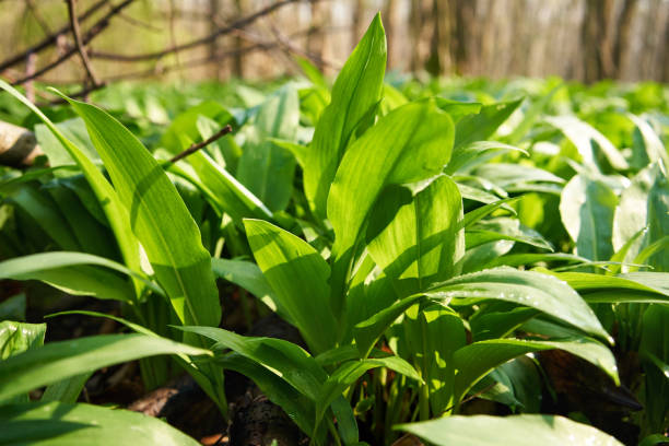 istock Bear's garlic plant growing in the forest 1486147493