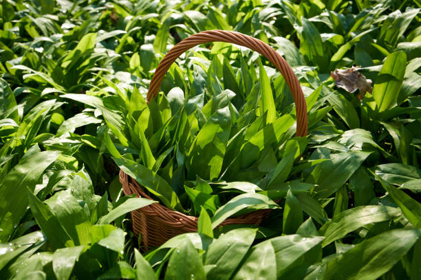 istock Bear's garlic leaves in a basket in the forest 1486147631