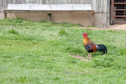 A brown and black rooster walking in the grass on a farm.