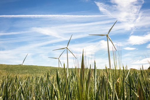 Two wind turbines next to a wheat field