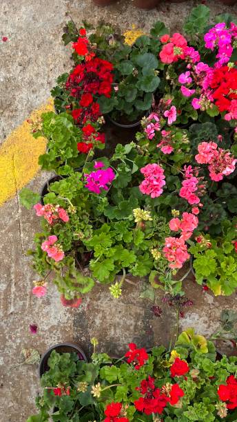 istock A day in a flower bed 1486153022