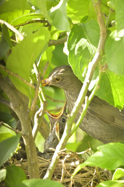 istock Bird named Common Blackbird taking care of its young 1486153219