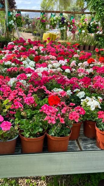 istock A day in a flower bed 1486153236