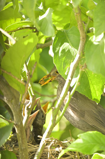 istock Bird named Common Blackbird taking care of its young 1486153256