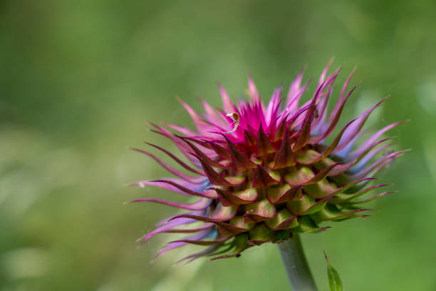 Plants of Europe with purple or pink colours.