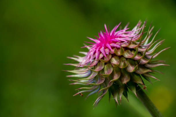 Plants of Europe with purple or pink colours.