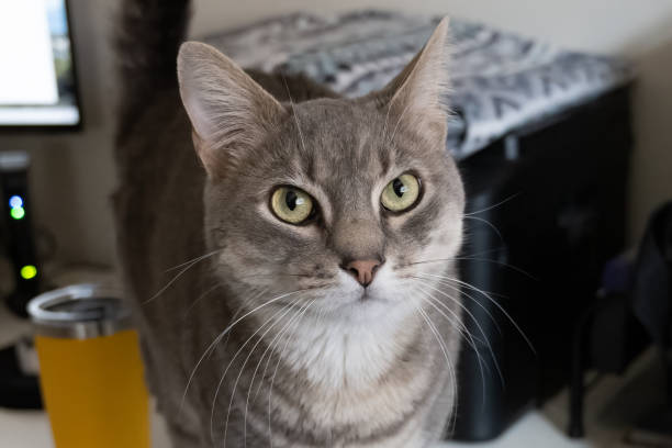 istock House cat showing those big loving eyes. 1486154112