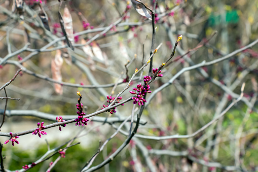 Close-up of almond tree spring time blossoms.\n\nTaken in the San Joaquin Valley, California, USA.