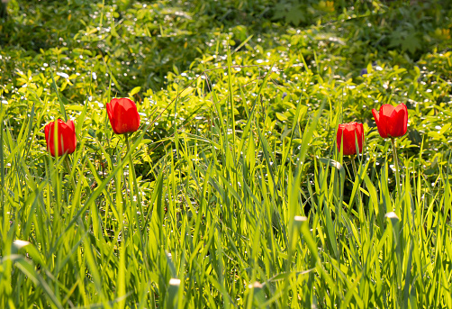 Red poppies in green grass backlit by the sun. Warsaw Poland