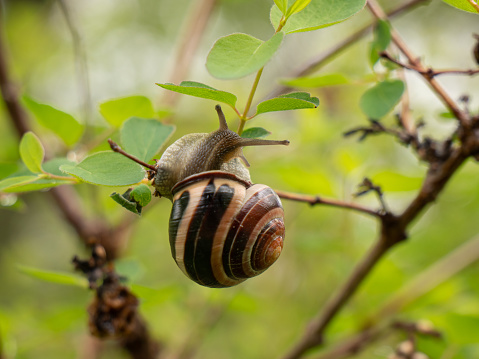 A brown snail climbing up the stem. You can see the eyes set on the antennae.