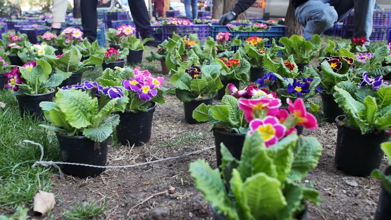 Male flower merchants take out pots with beautiful homemade flowers from plastic boxes with their hands and place them on the lawn in front of the flower shop for the presentation of the assortment