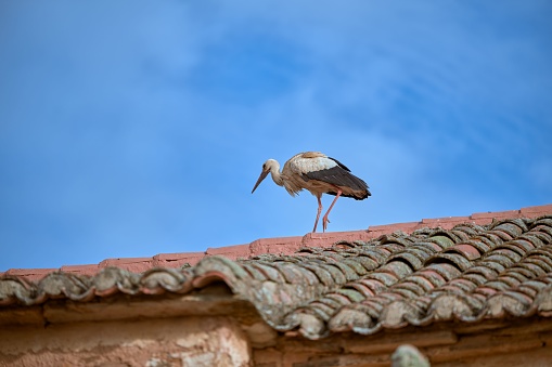 A majestic white stork perched atop a traditional red-tiled roof of a quaint European church