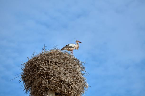 A white stork perched atop a nest made of branches in a natural, outdoor setting