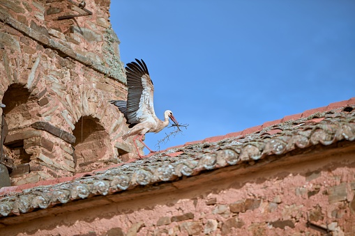 A white stork perched atop the roof of a majestic church, carrying an armful of tree branches to build its nest