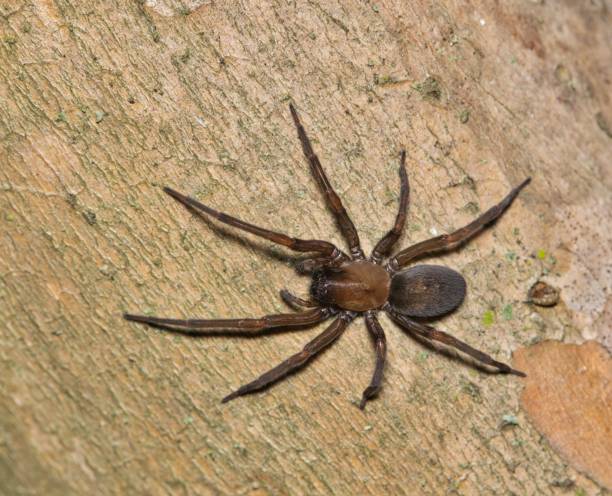istock Hacklemesh Weaver cribellate spider (Metaltella simoni) hunting for insect prey. 1486164755