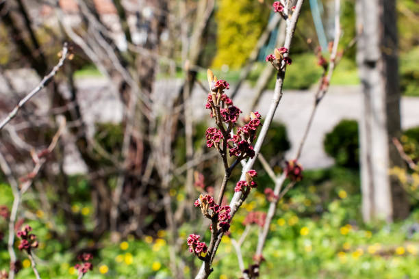 hamamelis  flower in the garden