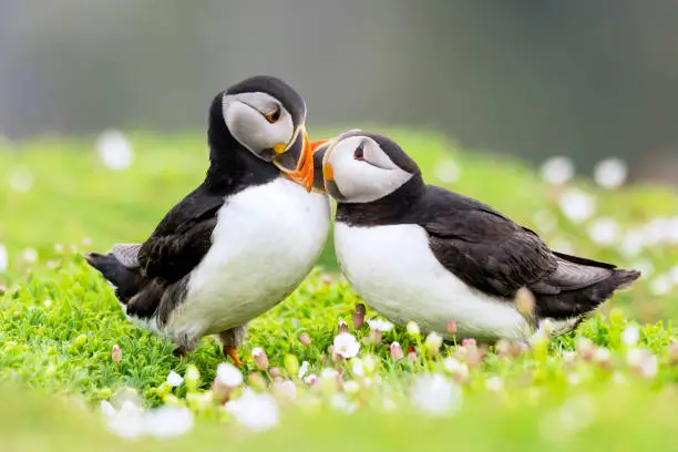Puffins nuzzling in the flowers on Skomer Island during Puffin breeding season in Pembrokeshire Wales.