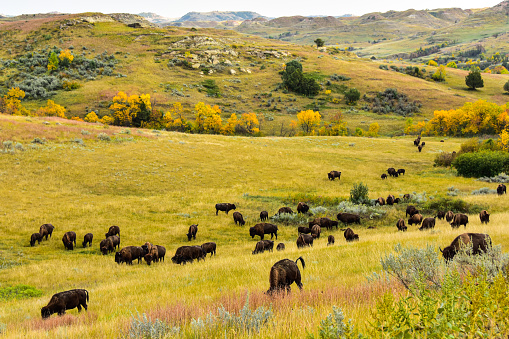 Herd of buffalo roam free and graze in Theodore Roosevelt national park in the badlands of Western North Dakota.
