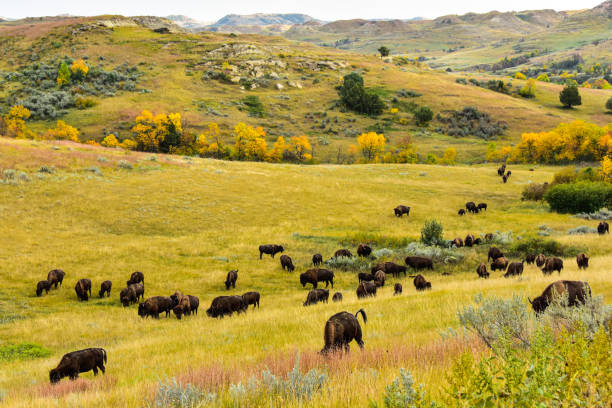 Herd of buffalo roam free in ND badlands. Herd of buffalo roam free and graze in Theodore Roosevelt national park in the badlands of Western North Dakota. theodore roosevelt national park stock pictures, royalty-free photos & images