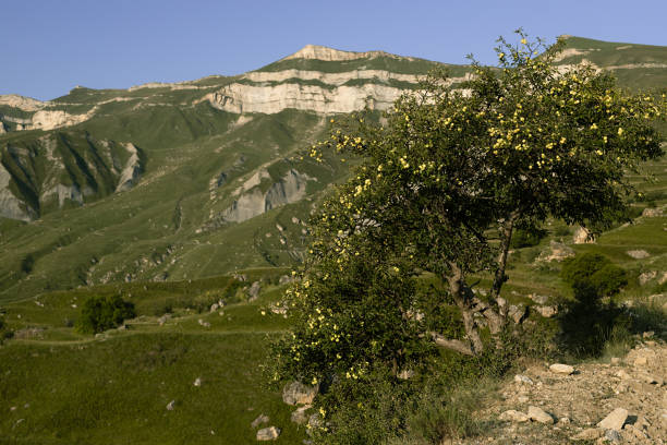 istock Breathtaking summer mountain landscape - lush saturated green slopes with meadows, rocky cliffs and apple tree with clear blue sky, panorama view. Vacation outdoors in Dagestan. 1486165007