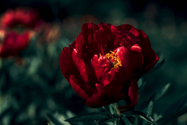 Large burgundy peony on a background of green foliage, red maroon peony of the Japanese form with a yellow core close-up. Mockup for mother's day card, valentine's day, wedding invitation.
